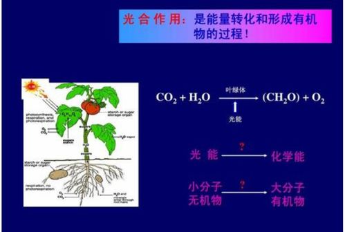 光合作用是一個光生物化學(xué)反應(yīng) 光對 有機物 的影響極大