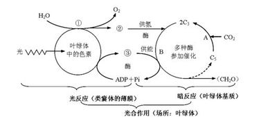 光合作用生成一個o2 產(chǎn)生幾個 消耗幾個c3生成幾個 c6h1206