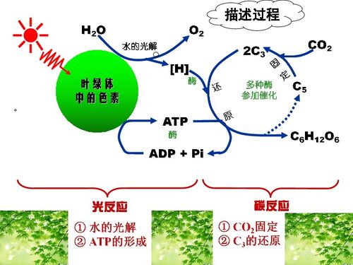 光合作用下載 生物 21世紀(jì)教育網(wǎng)