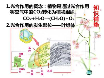 植物光合作用暗反應中C3、C4和CAM途徑在古代食譜分析中的應用