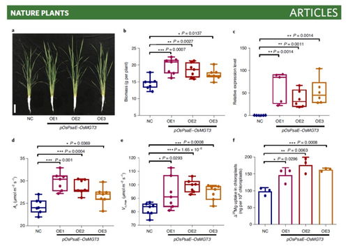 Li 6800應用案例 葉綠體中鎂的晝夜波動調(diào)控水稻光合作用
